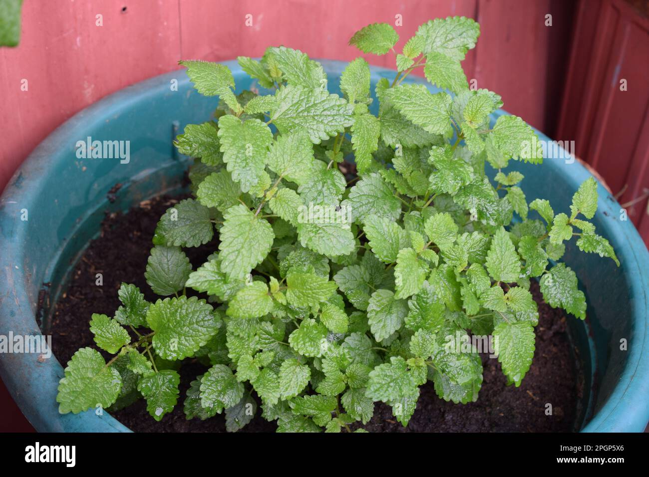 Lemon balm is a member of the mint family and is considered a calming herb. This herb genus gets its name from the Greek word for “honey Bees.” Stock Photo