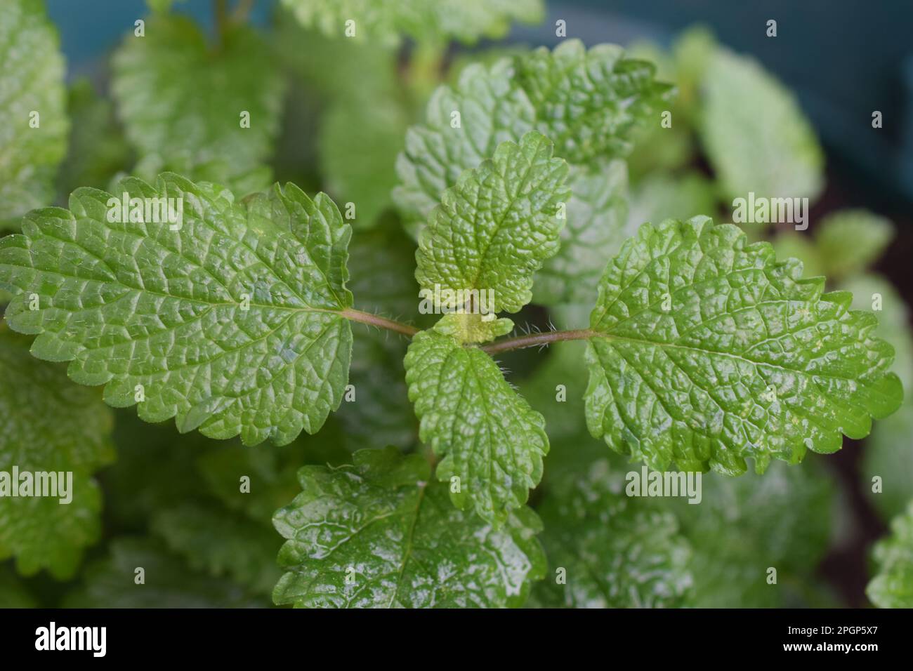 Lemon balm is a member of the mint family and is considered a calming herb. This herb genus gets its name from the Greek word for “honey Bees.” Stock Photo