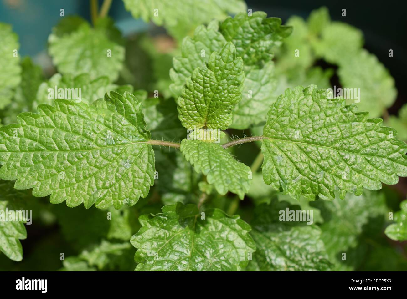 Lemon balm is a member of the mint family and is considered a calming herb. This herb genus gets its name from the Greek word for “honey Bees.” Stock Photo