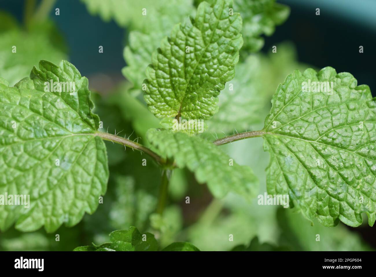 Lemon balm is a member of the mint family and is considered a calming herb. This herb genus gets its name from the Greek word for “honey Bees.” Stock Photo