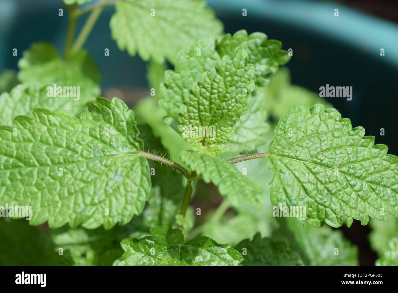 Lemon balm is a member of the mint family and is considered a calming