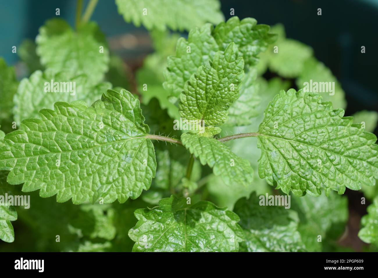 Lemon balm is a member of the mint family and is considered a calming