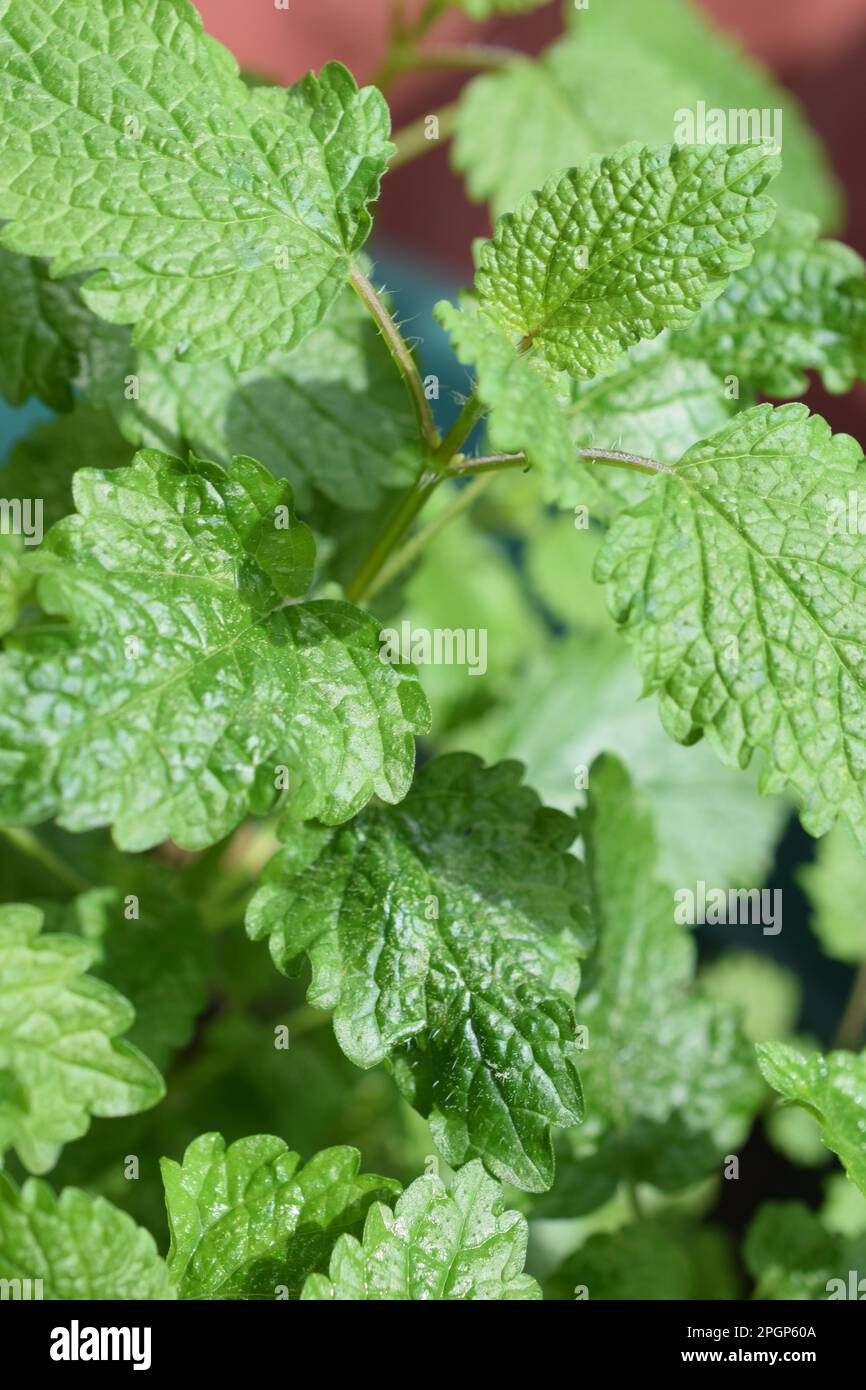 Lemon balm is a member of the mint family and is considered a calming herb. This herb genus gets its name from the Greek word for “honey Bees.” Stock Photo