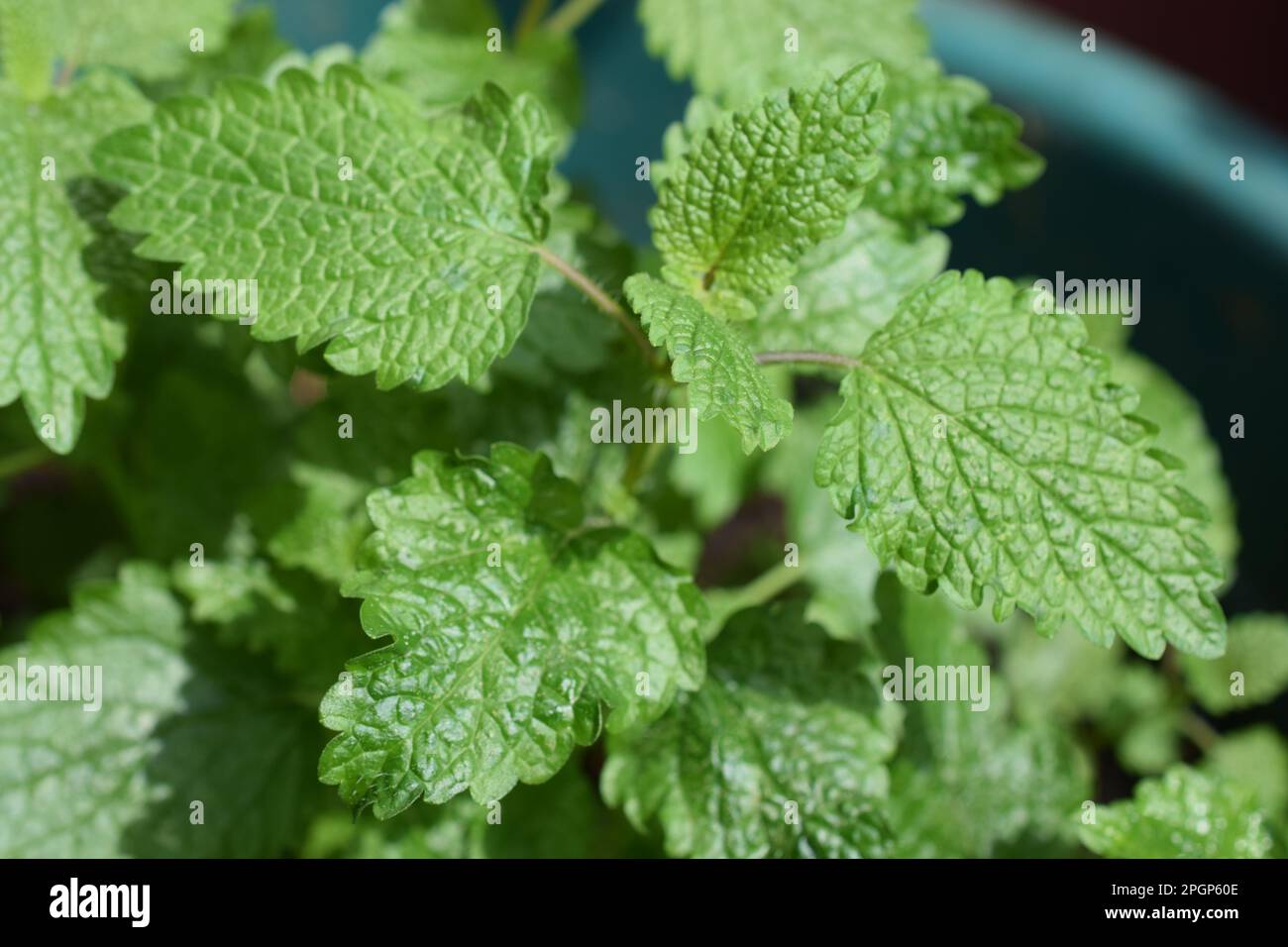 Lemon balm is a member of the mint family and is considered a calming herb. This herb genus gets its name from the Greek word for “honey Bees.” Stock Photo