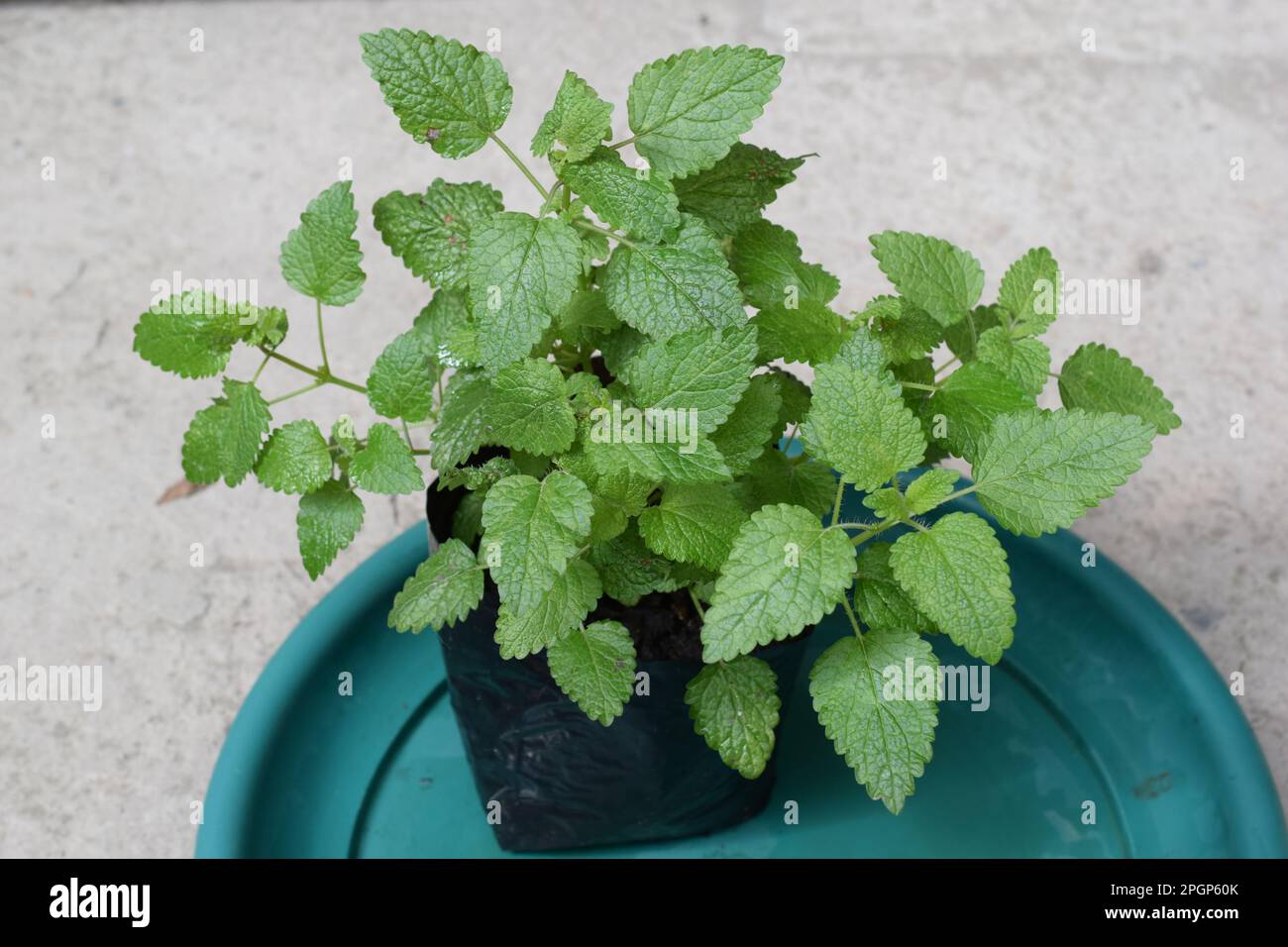 Lemon balm is a member of the mint family and is considered a calming herb. This herb genus gets its name from the Greek word for “honey Bees.” Stock Photo