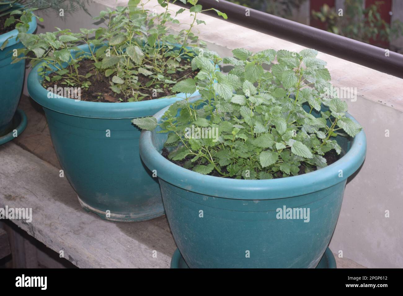 Lemon balm is a member of the mint family and is considered a calming herb. This herb genus gets its name from the Greek word for “honey Bees.” Stock Photo