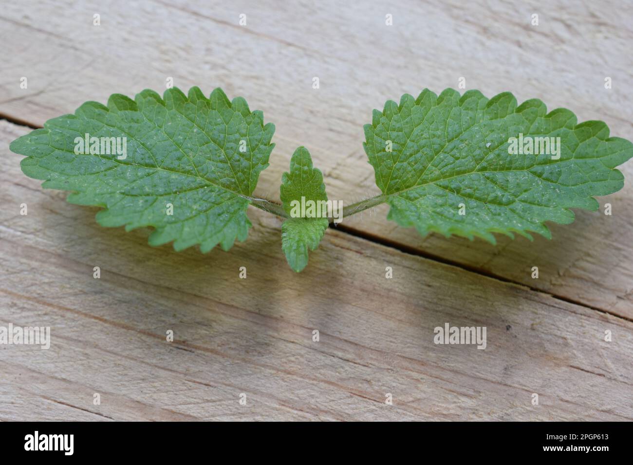 Lemon balm is a member of the mint family and is considered a calming herb. This herb genus gets its name from the Greek word for “honey Bees.” Stock Photo