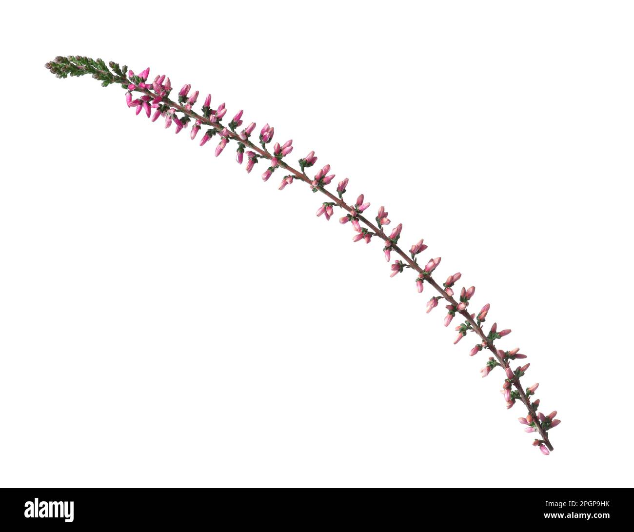 Sprig of heather with beautiful flowers isolated on white Stock Photo