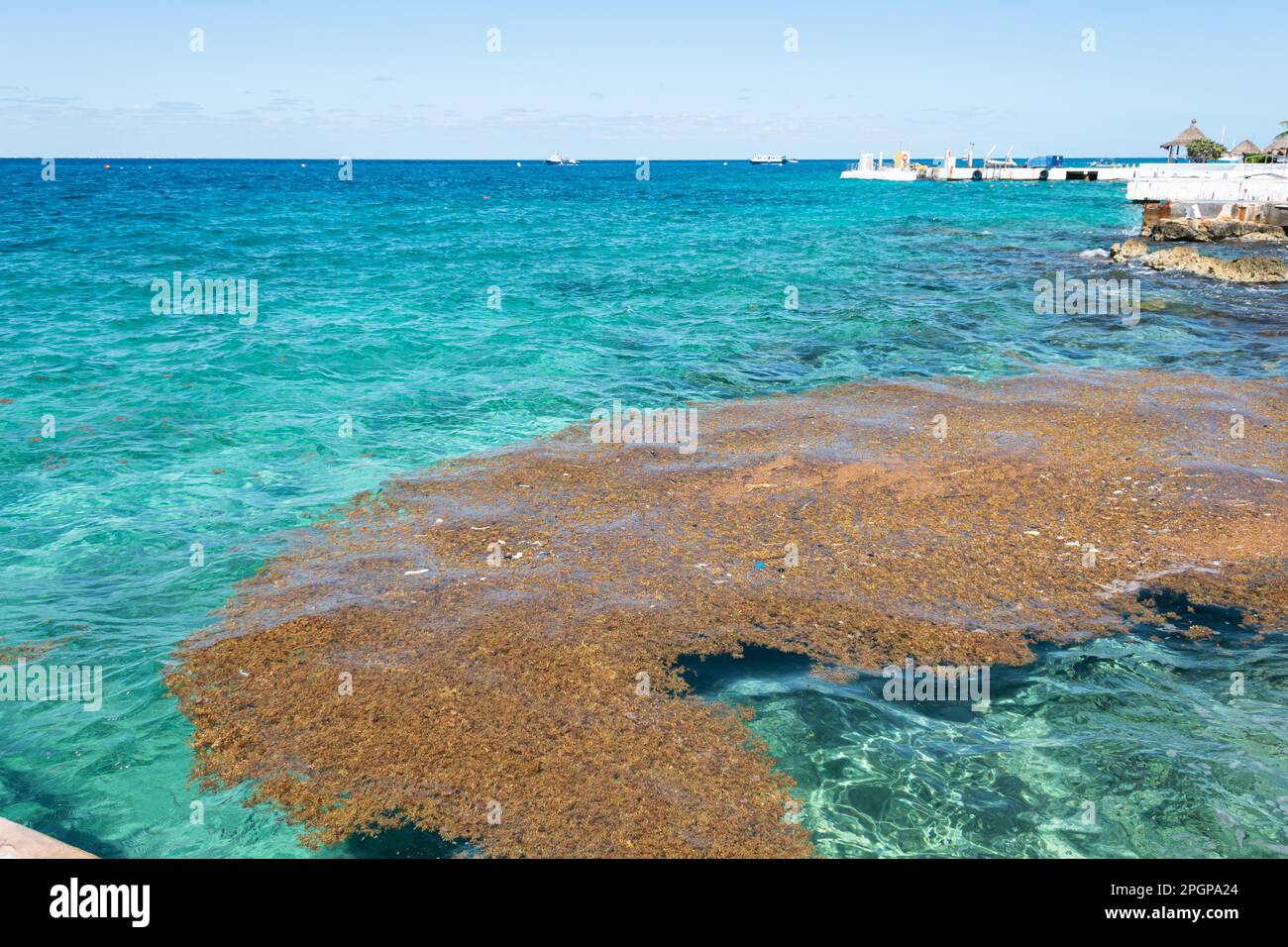 sargassum floating in the mexican caribbean sea Stock Photo
