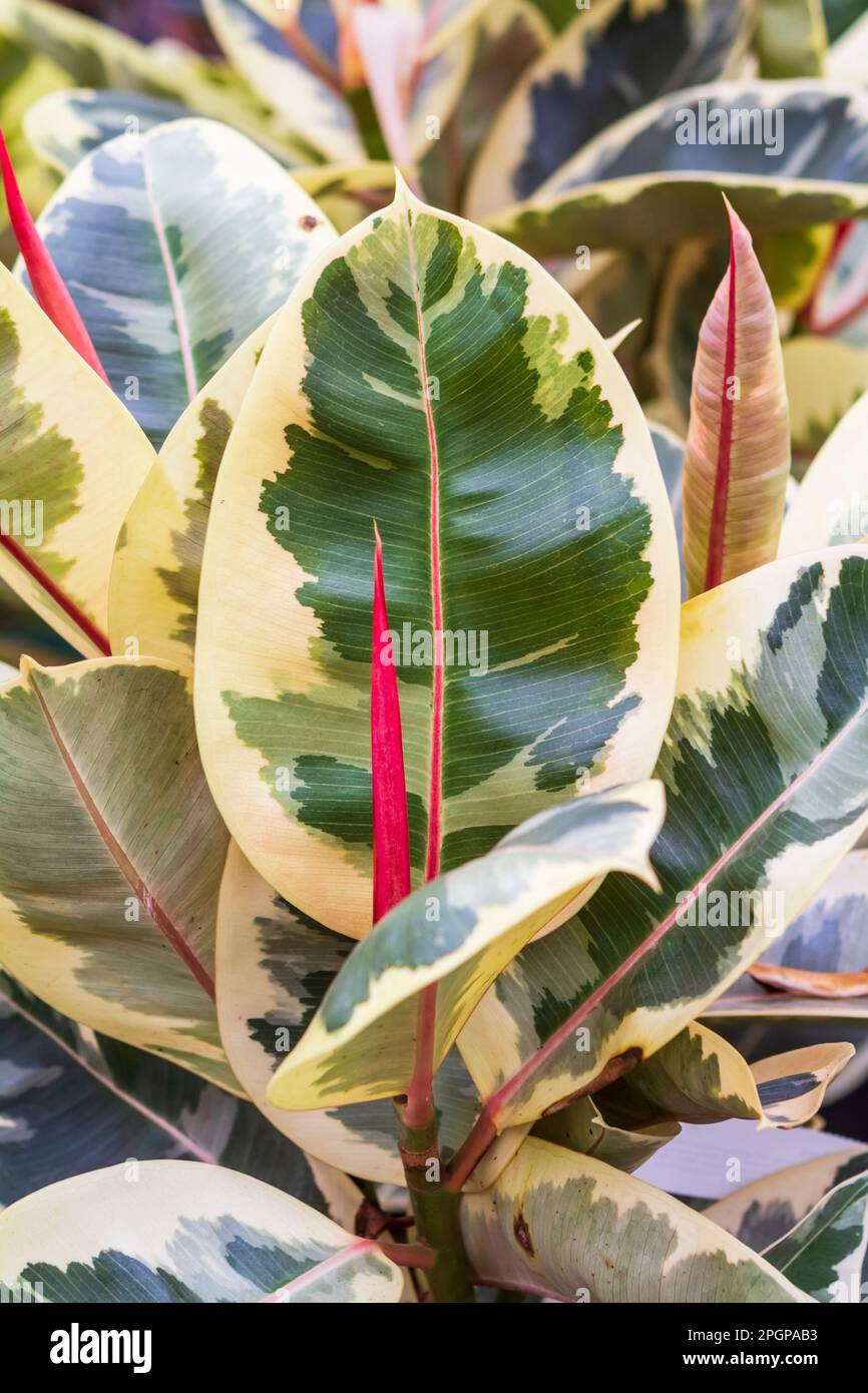 The colorful variegated rubber tree (Ficus elastic 'Tineke') is popular as a low maintenance tropical perennial houseplant. Stock Photo