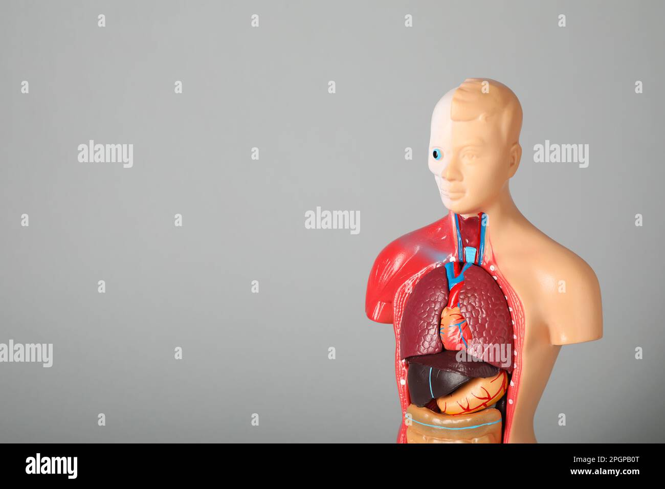Human anatomy mannequin showing internal organs on grey background