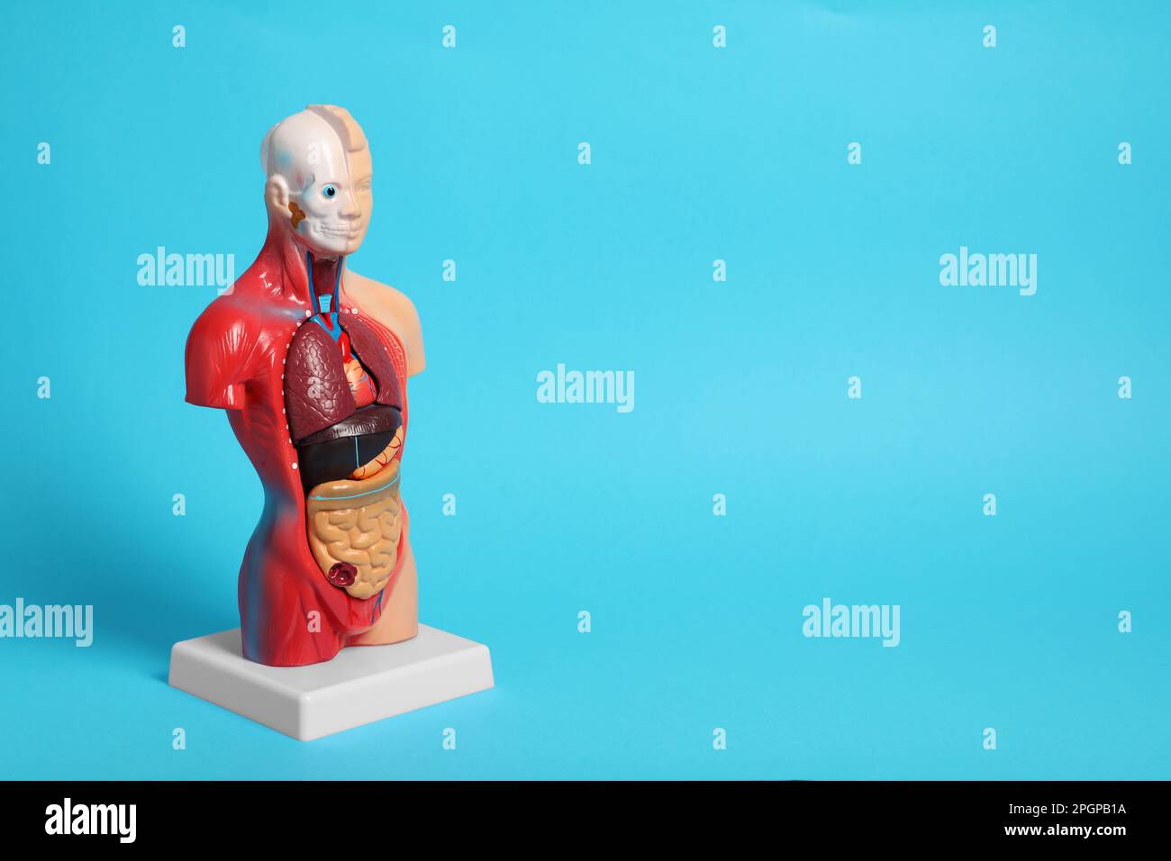 Human anatomy mannequin showing internal organs on light blue