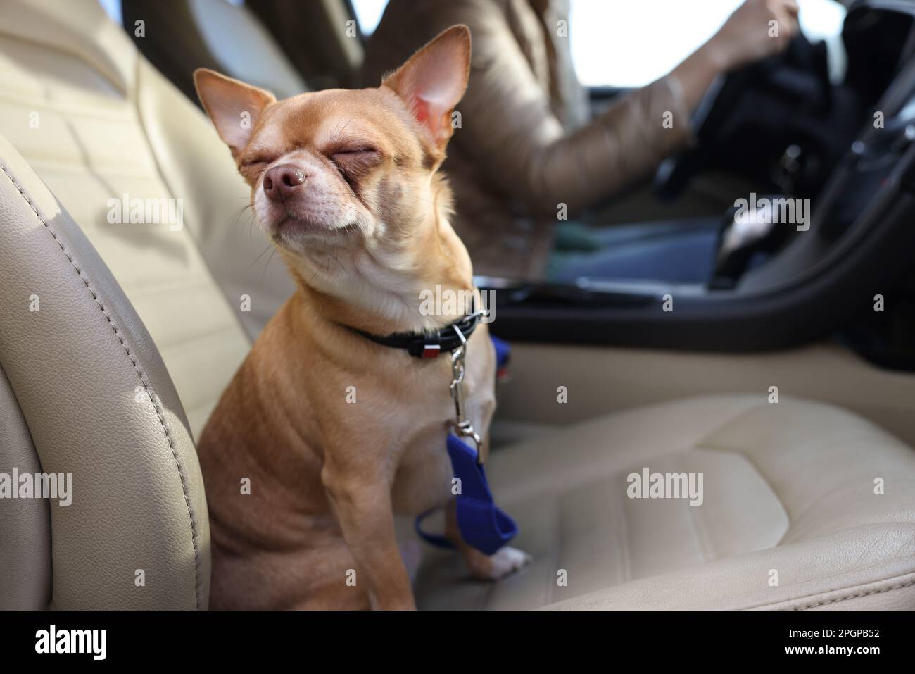 Small chihuahua dog on passenger seat near woman in modern car Stock