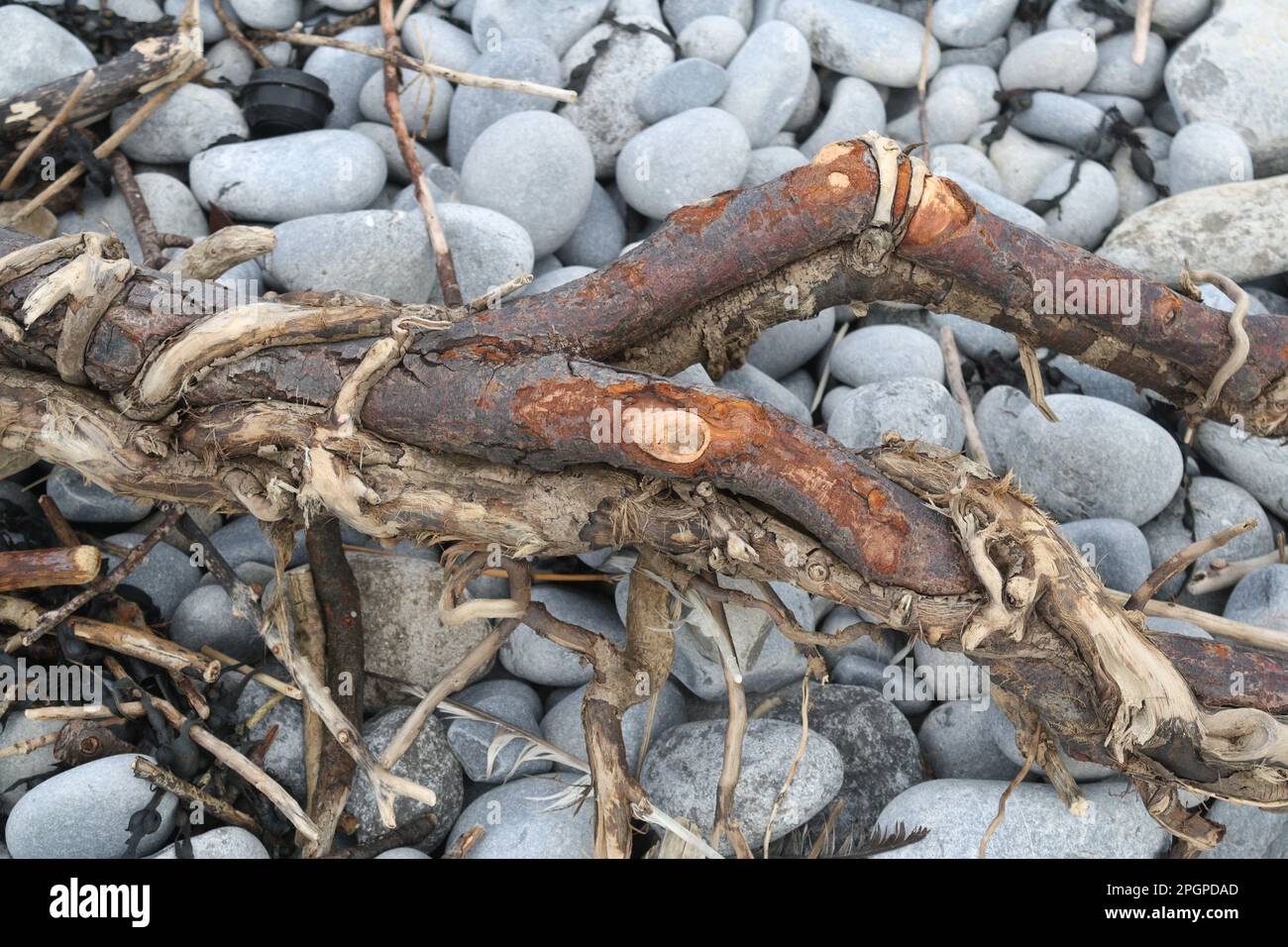 Drift wood washed up on a rocky beach UK Stock Photo
