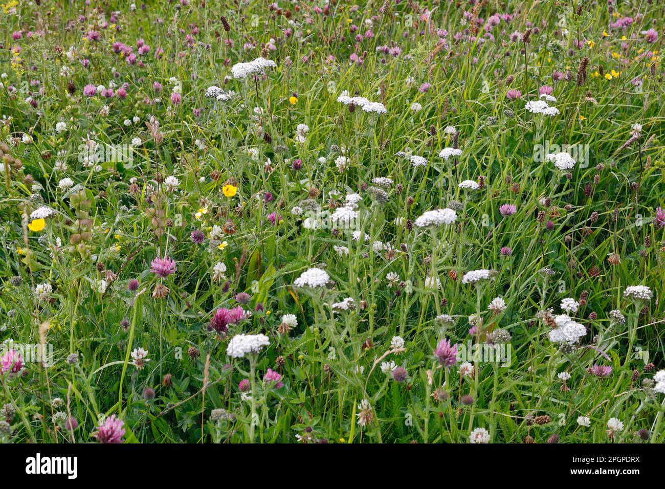 Biodiversity in nature hi-res stock photography and images - Alamy