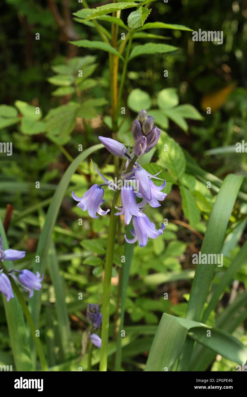 Cultivated Bluebells growing in garden, Hyacinthoides non-scripta Stock Photo