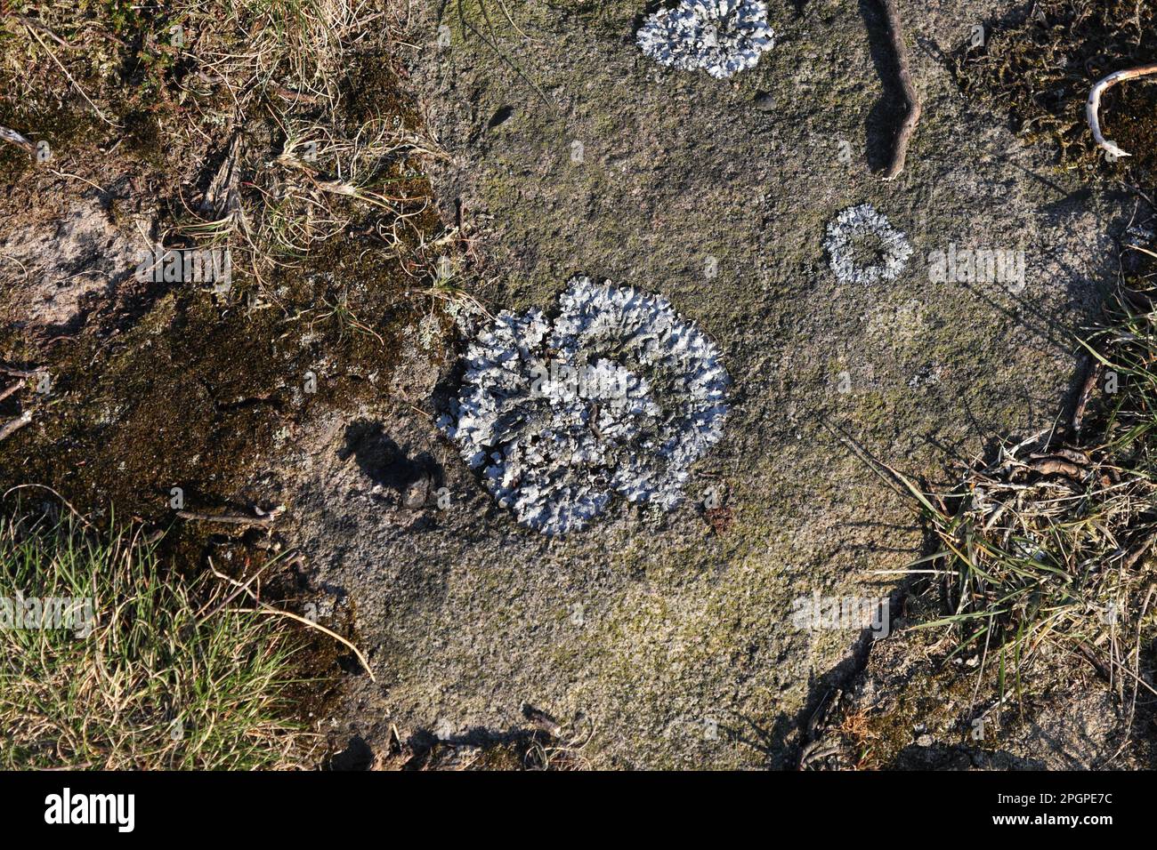 Grey lichen on a rock, Physcia caesia Stock Photo