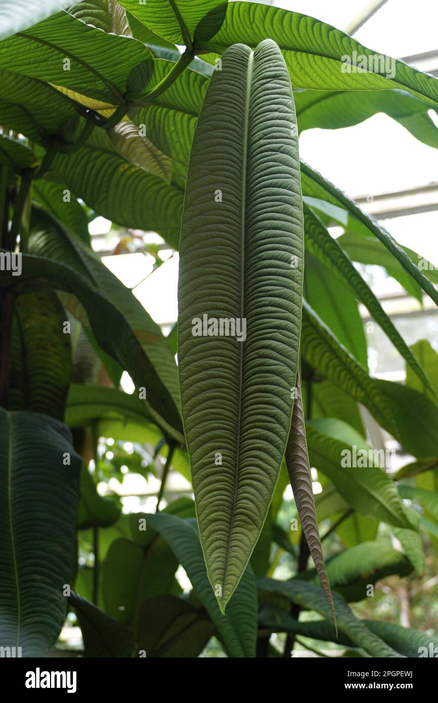 Beautiful leaf of Syzygium Jiewhoei, a plant species from Papua New Guinea Stock Photo Alamy