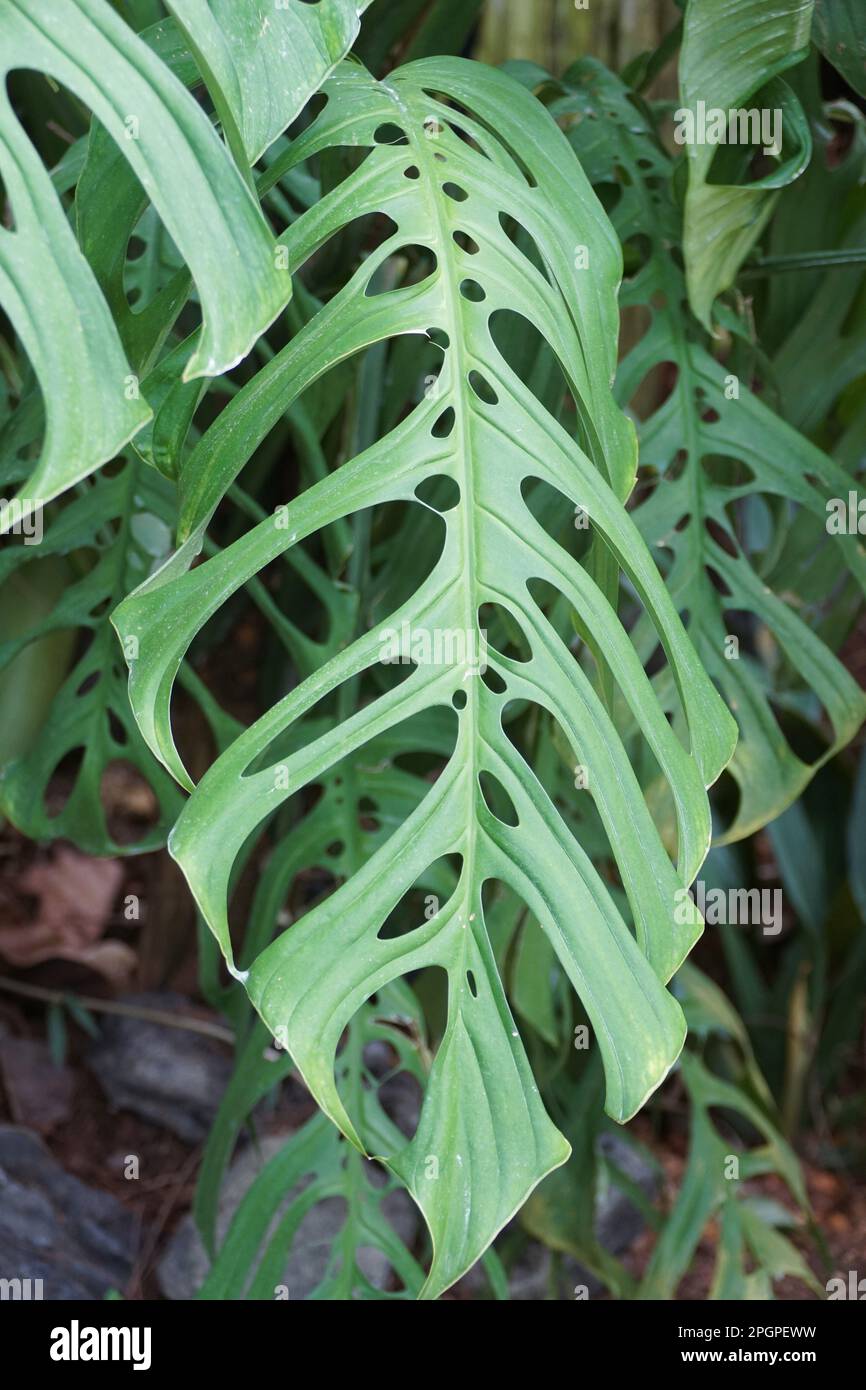 Close up of a large and mature green leaf of Monstera Esqueleto, a climbing  tropical plant Stock Photo - Alamy