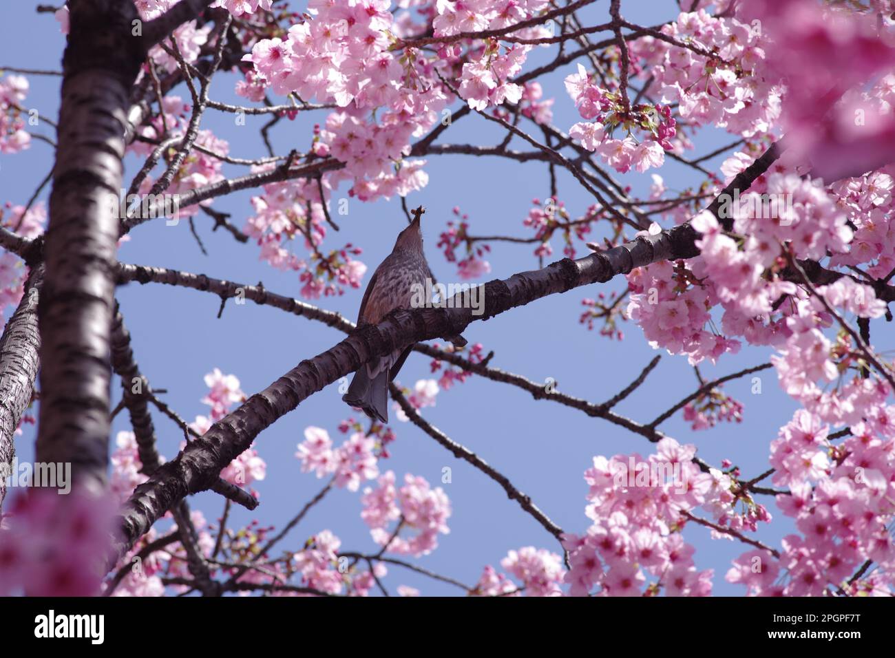 Bird and Cherry Blossom Stock Photo