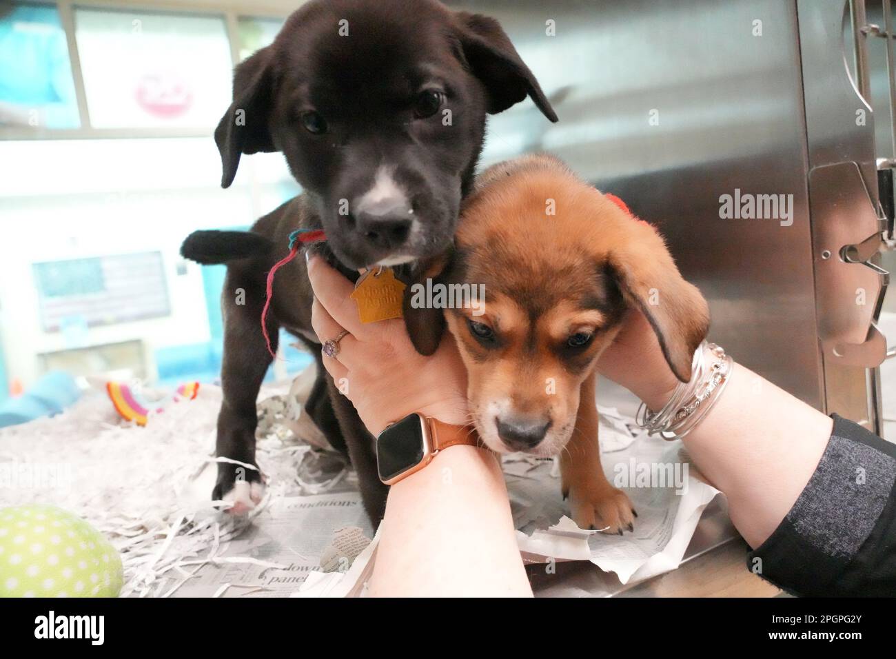 St. Louis, United States. 23rd Mar, 2023. Reese, a nine-week-old black female Chow Chow mix, and Floof, a tri color, nine-week-old Chow Chow mix are restrained as their cage is opened at the Humane Society of Missouri on National Puppy Day in St. Louis on Thursday, March 23, 2023. Photo by Bill Greenblatt/UPI Credit: UPI/Alamy Live News Stock Photo