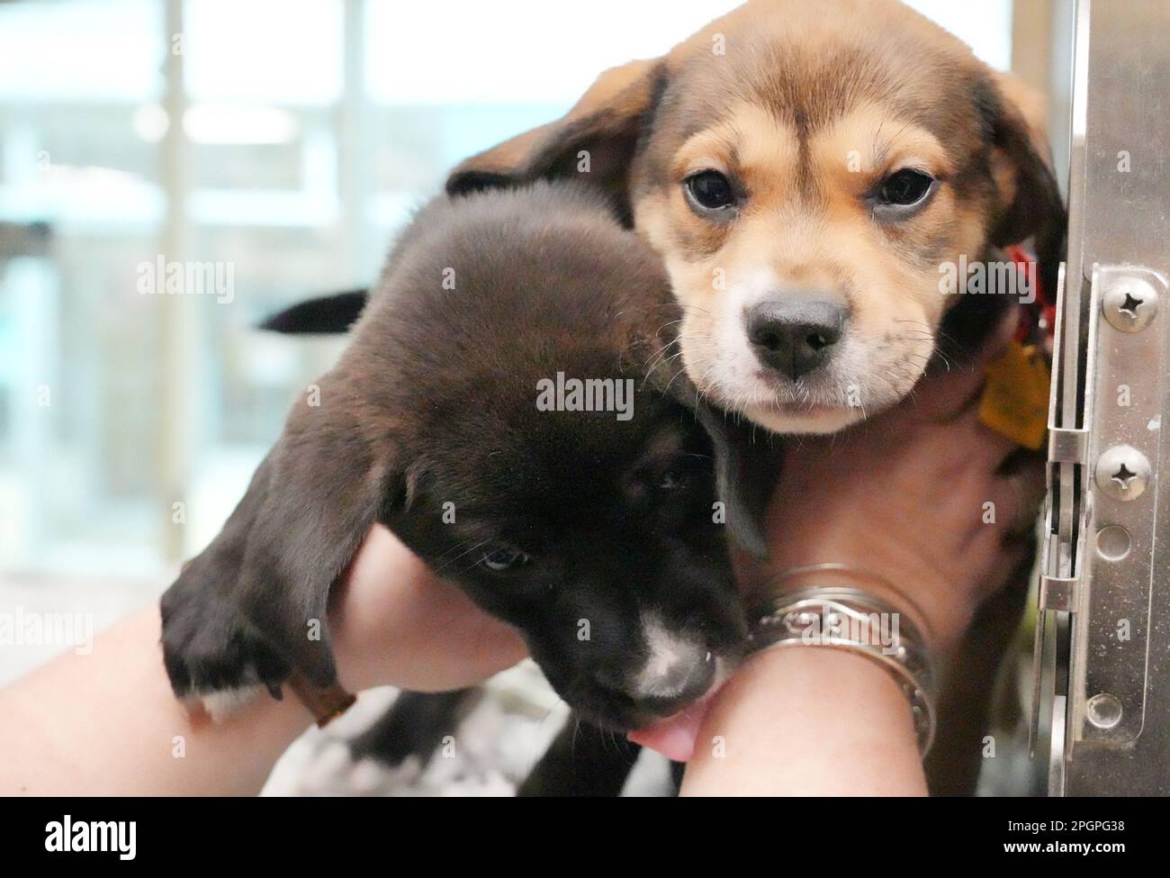 St. Louis, United States. 23rd Mar, 2023. Reese, a nine-week-old black female Chow Chow mix, and Floof, a tri color, nine-week-old Chow Chow mix are restrained as their cage is opened at the Humane Society of Missouri on National Puppy Day in St. Louis on Thursday, March 23, 2023. Photo by Bill Greenblatt/UPI Credit: UPI/Alamy Live News Stock Photo