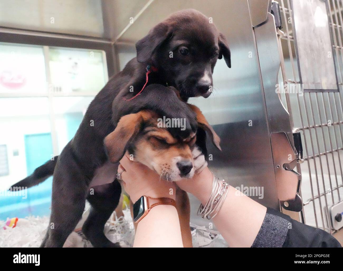 St. Louis, United States. 23rd Mar, 2023. Reese, a nine-week-old black female Chow Chow mix, jumps with excitement over her cagemate Floof, a tri color, nine-week-old Chow Chow mix as their cage is opened at the Humane Society of Missouri on National Puppy Day in St. Louis on Thursday, March 23, 2023. Photo by Bill Greenblatt/UPI Credit: UPI/Alamy Live News Stock Photo