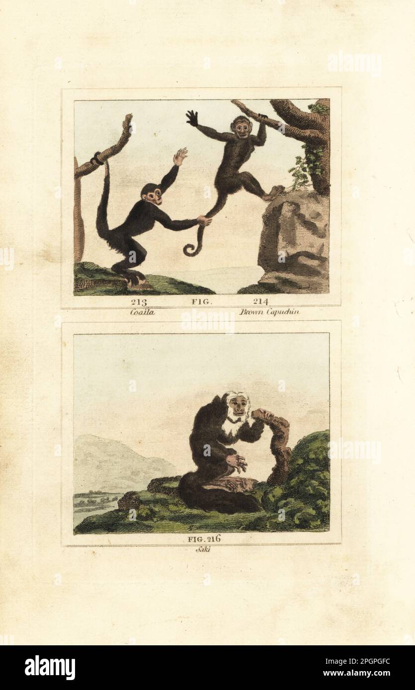 Unknown species of brown capuchin, Cebus species 213, Guianan weeper capuchin, Cebus olivaceus 214, and equatorial saki, Pithecia aequatorialis 216. Coaita, brown capuchin and saki. Handcoloured copperplate engraving after Jacques de Seve from James Smith Barr’s edition of Comte Buffon’s Natural History, A Theory of the Earth, General History of Man, Brute Creation, Vegetables, Minerals, T. Gillet, H. D. Symonds, Paternoster Row, London, 1807. Stock Photo