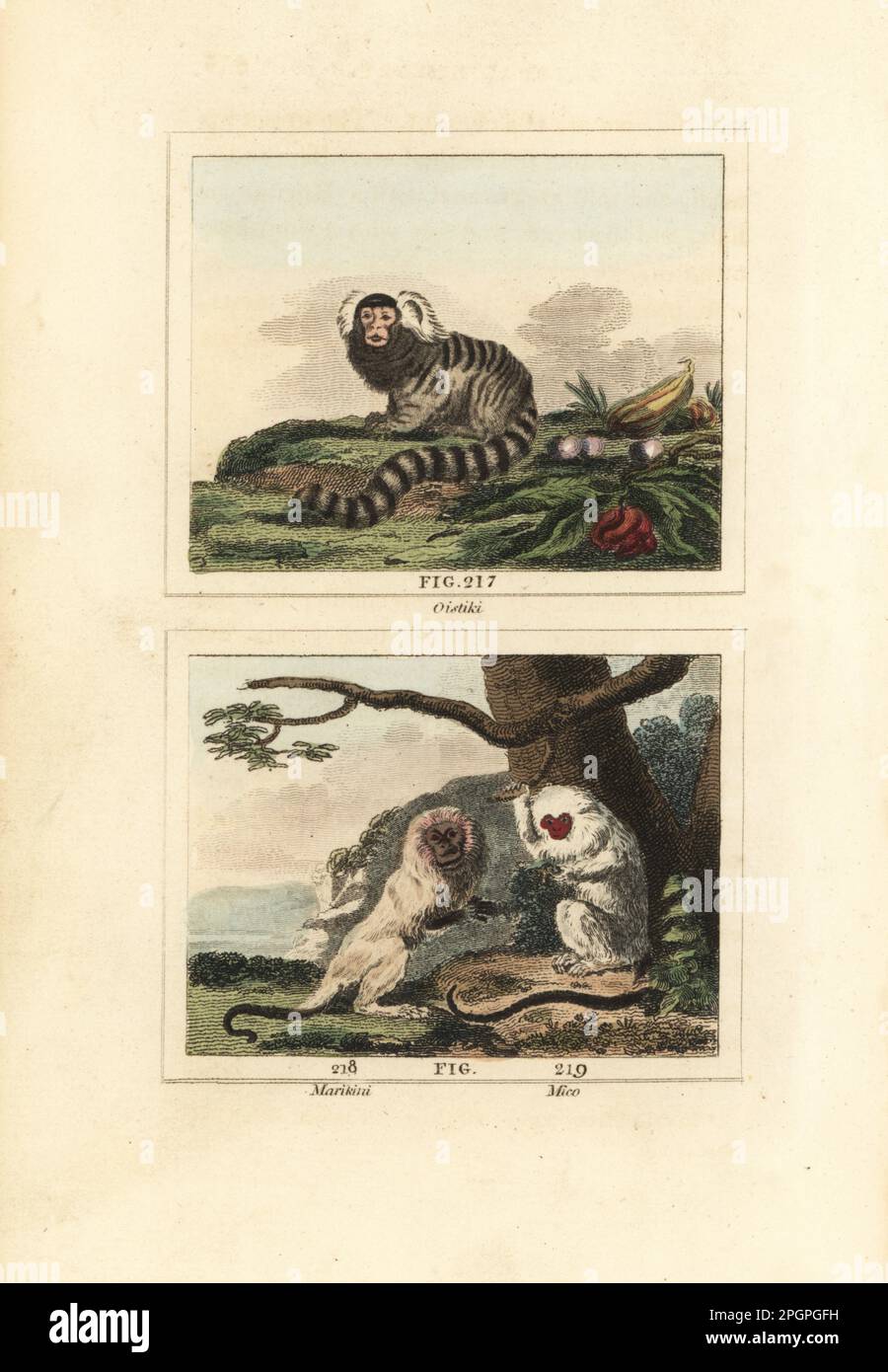 Common marmoset, Callithrix jacchus 217, white-mantled tamarin, Saguinus melanoleucus 218, and silvery marmoset, Mico argentatus 219. Oistiki or ouistiti, marikini or marikina, mico. Handcoloured copperplate engraving after Jacques de Seve from James Smith Barr’s edition of Comte Buffon’s Natural History, A Theory of the Earth, General History of Man, Brute Creation, Vegetables, Minerals, T. Gillet, H. D. Symonds, Paternoster Row, London, 1807. Stock Photo