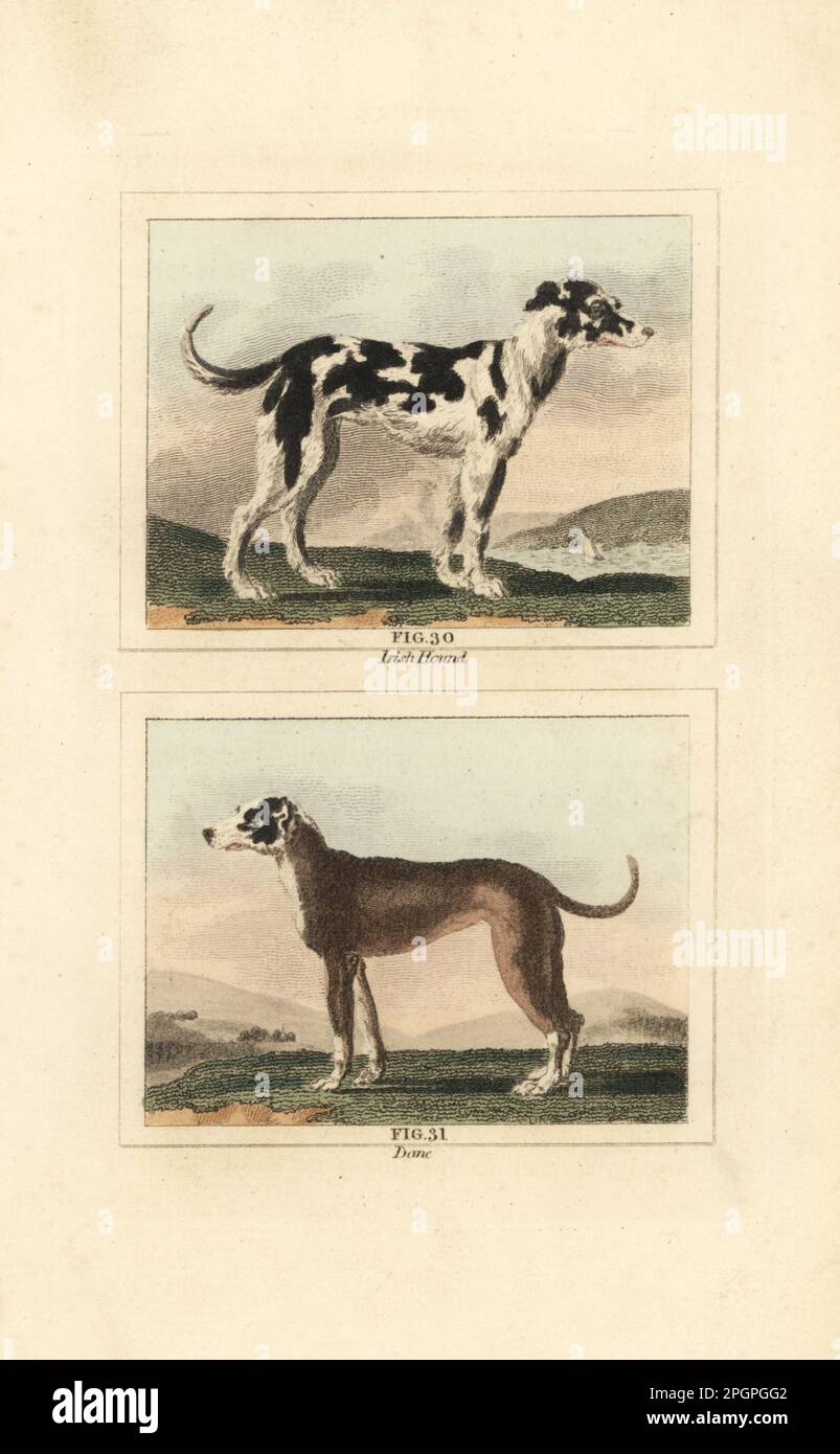 Irish wolf hound 30, breed of sight hound, and Great Dane 31, breed of large hunting dog. Canis lupus familiaris. Handcoloured copperplate engraving after Jacques de Seve from James Smith Barr’s edition of Comte Buffon’s Natural History, A Theory of the Earth, General History of Man, Brute Creation, Vegetables, Minerals, T. Gillet, H. D. Symonds, Paternoster Row, London, 1807. Stock Photo