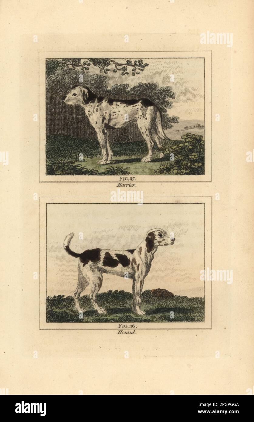 Harrier 37, breed of hare-hunting dog, and hound 36, breed of fox-hunting dog. Canis lupus familiaris. Handcoloured copperplate engraving after Jacques de Seve from James Smith Barr’s edition of Comte Buffon’s Natural History, A Theory of the Earth, General History of Man, Brute Creation, Vegetables, Minerals, T. Gillet, H. D. Symonds, Paternoster Row, London, 1807. Stock Photo