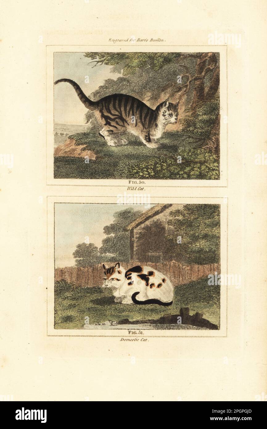 Wild cat 50 and domestic cat 51, Felis catus. Handcoloured copperplate engraving after Jacques de Seve from James Smith Barr’s edition of Comte Buffon’s Natural History, A Theory of the Earth, General History of Man, Brute Creation, Vegetables, Minerals, T. Gillet, H. D. Symonds, Paternoster Row, London, 1807. Stock Photo