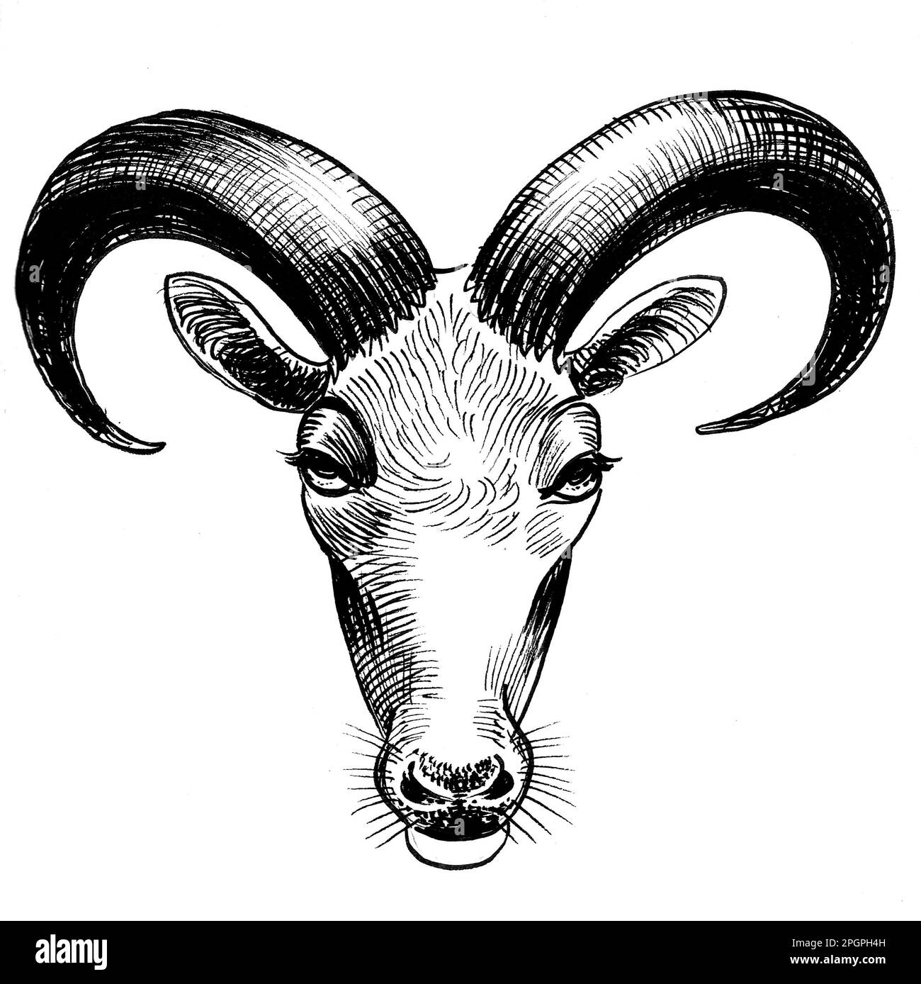 Antelope head. Ink black and white drawing Stock Photo - Alamy