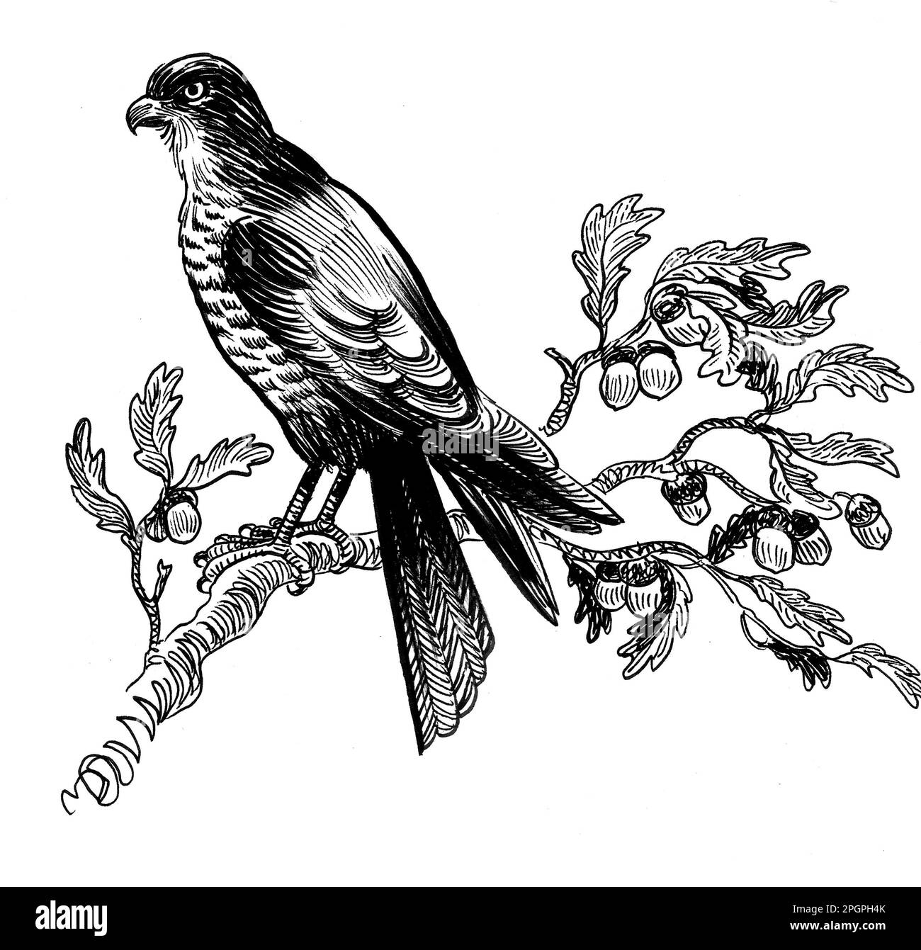 Falcon bird on oak tree. Ink black and white drawing Stock Photo - Alamy