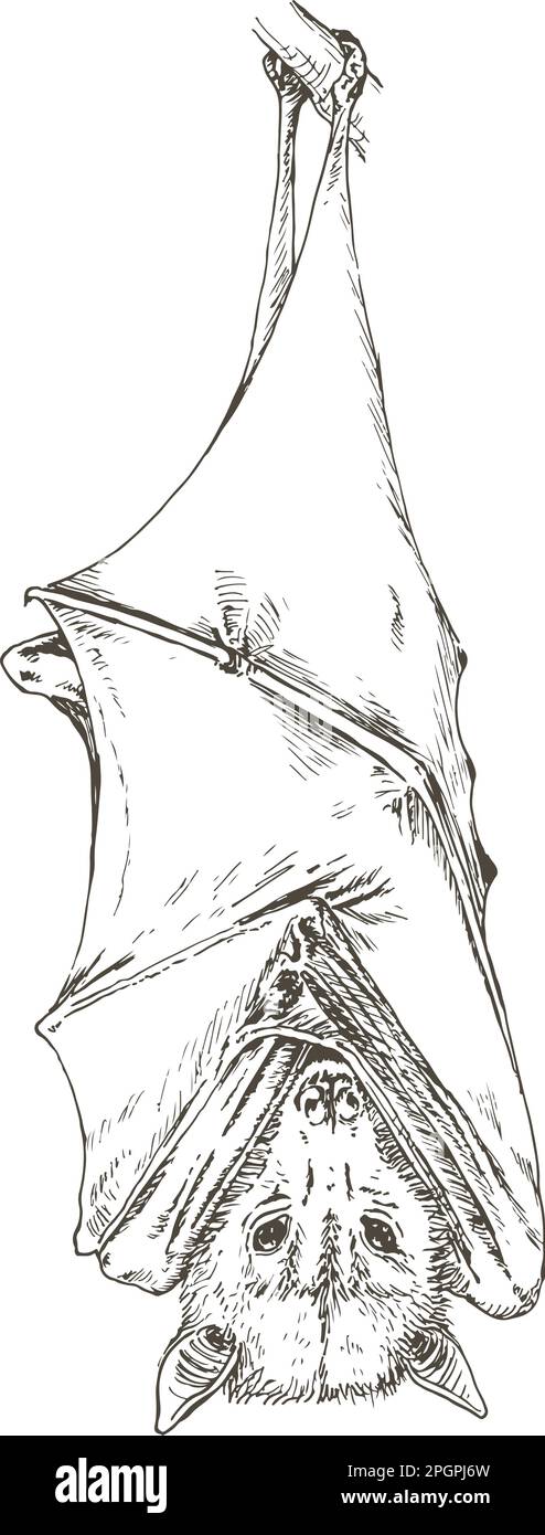 hanging bat or flying fox. Hand drawn drawing, Vector illustration Stock Vector