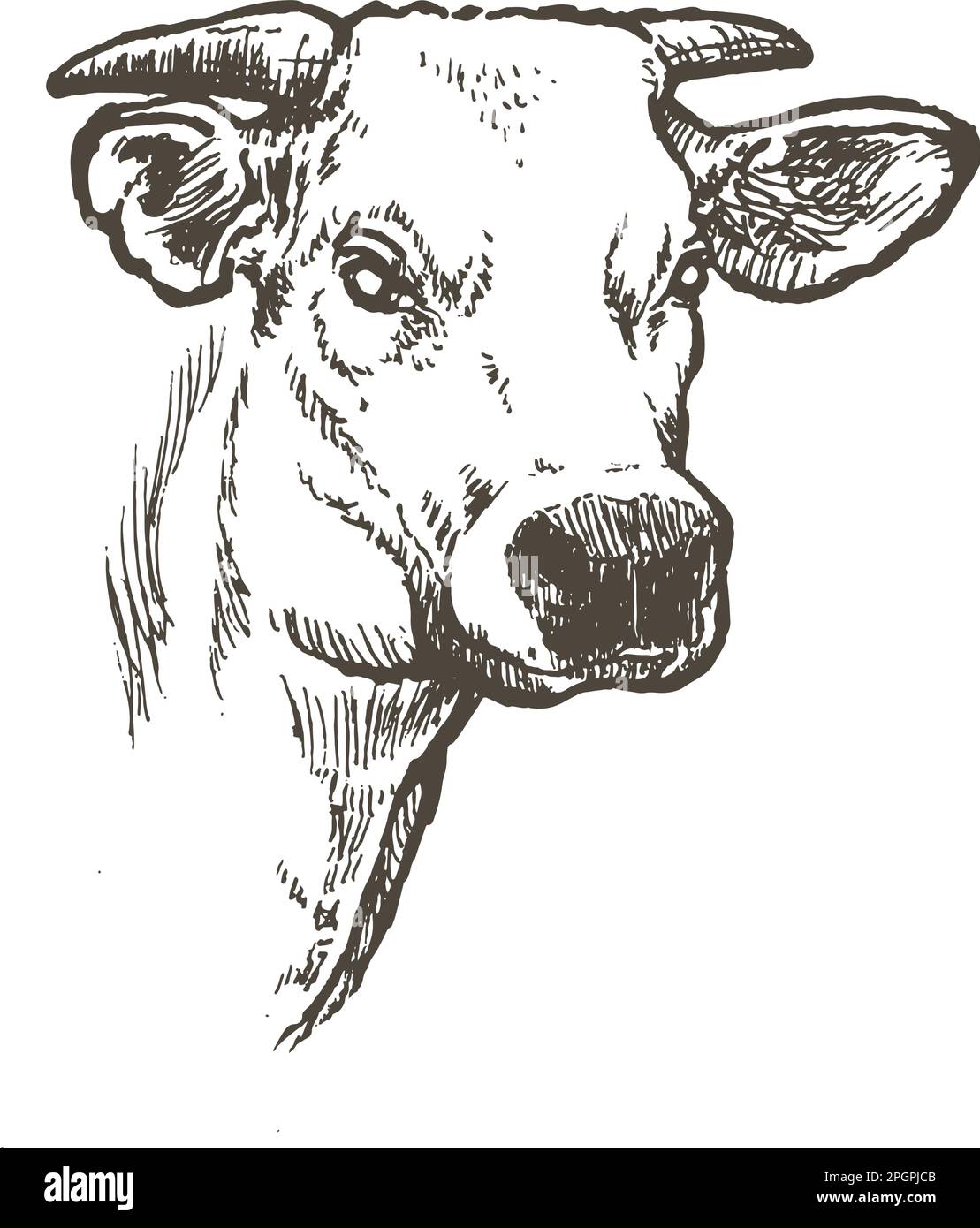 Hand drawn realistic sketch of ox   Vector illustration Stock Vector