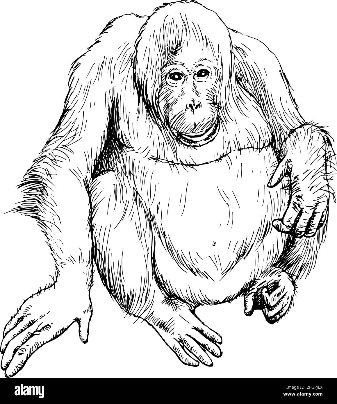Hand drawn realistic sketch of orangutan. Vector illustration Stock Vector