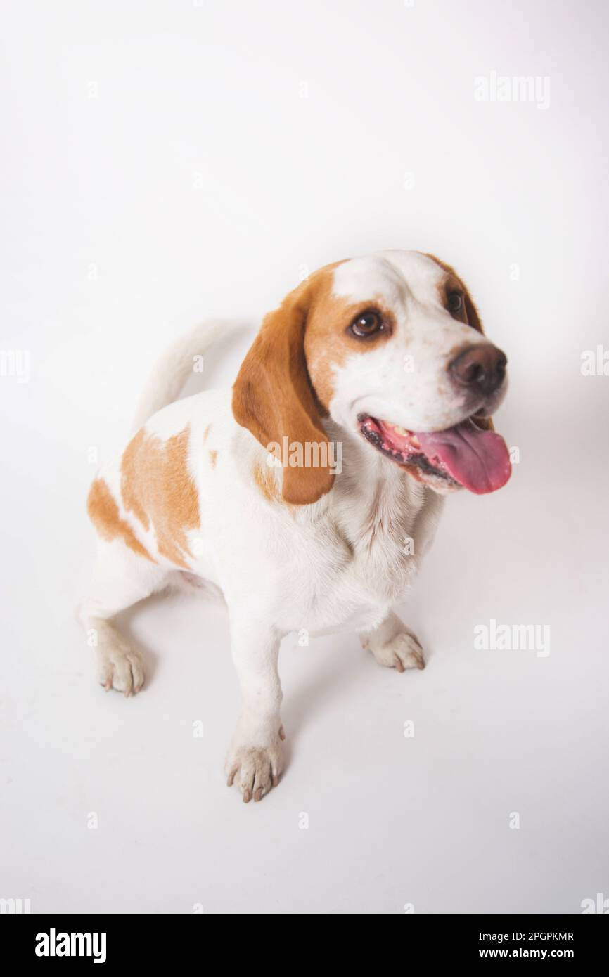 Spectacular Can Beagles Be Black And White Wallpaper Concept Spectacular Can Beagles Be Black And White Wallpaper Concept
