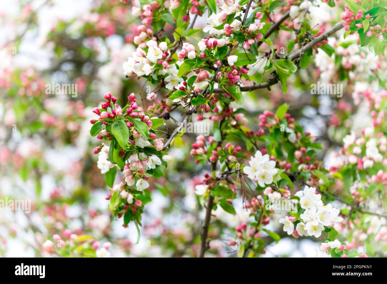 Ornamental apple blossom Stock Photo