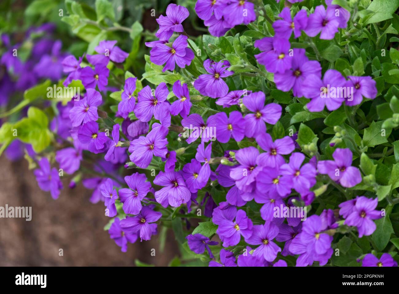 Creeping phlox (Phlox subulata Stock Photo Alamy