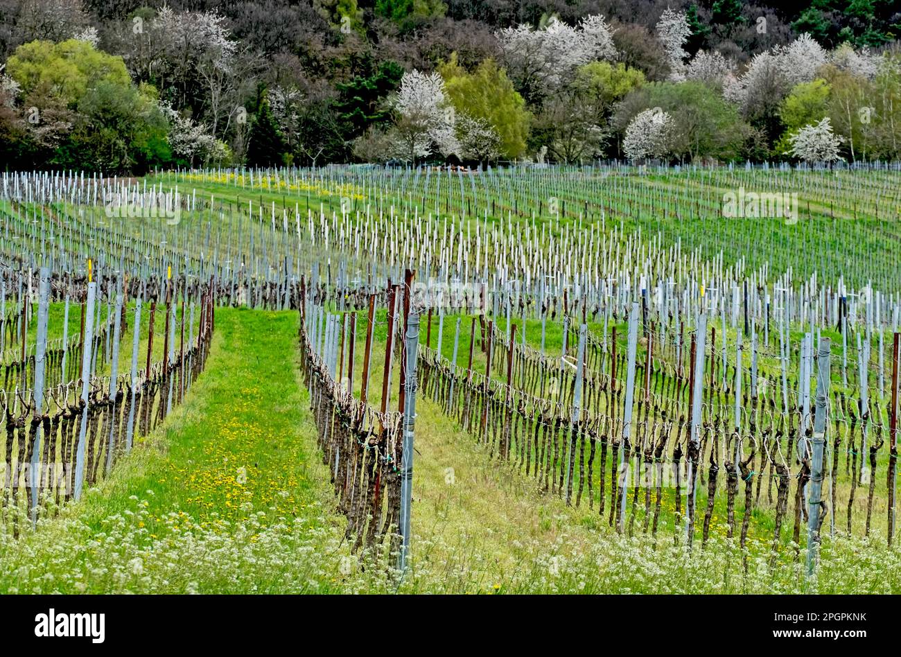 Spring in the vineyard Stock Photo