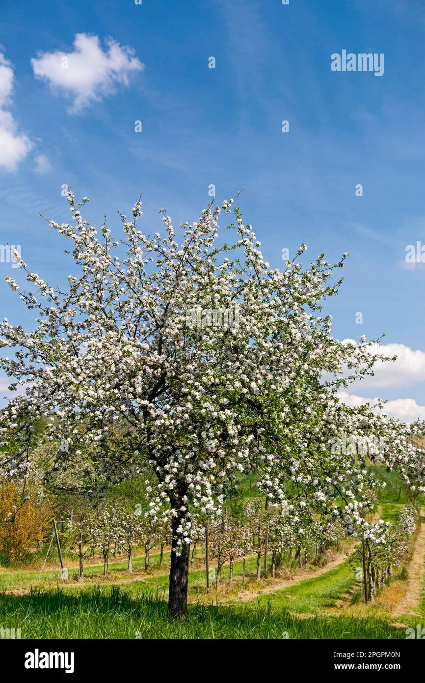 Flowering apple tree Stock Photo