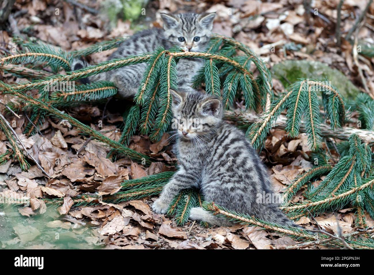 Common Wild Cat (Felis silvestris), captive, wild cat, young cats