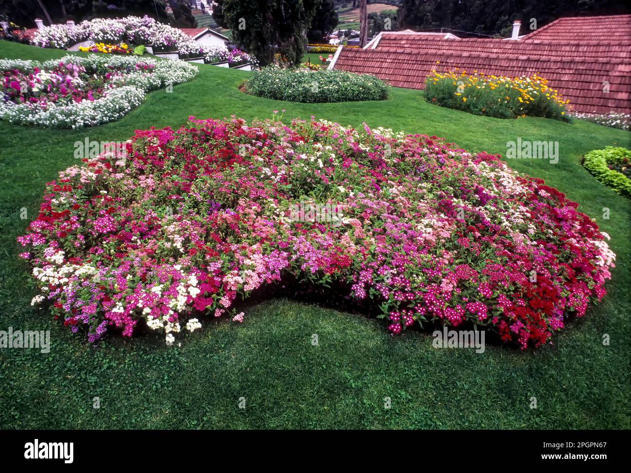 The Government Botanical garden in Udhagamandalam Ooty, Nilgiris, Tamil Nadu, South India, India