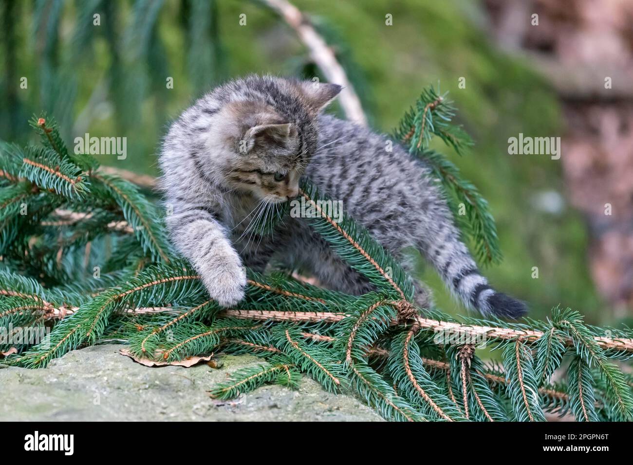 Common Wild Cat (Felis silvestris), captive, wild cat, young cats