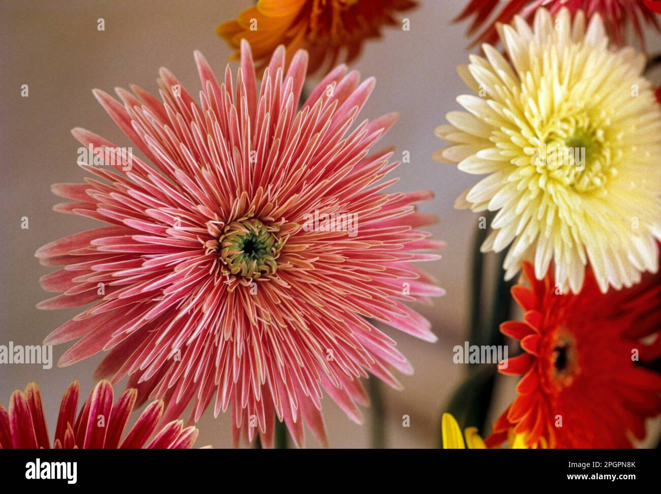 Gerbera jamsonii flower, Botanical Garden in Udhagamandalam Ooty, Nilgiris, Tamil Nadu, South India, India, Asia Stock Photo