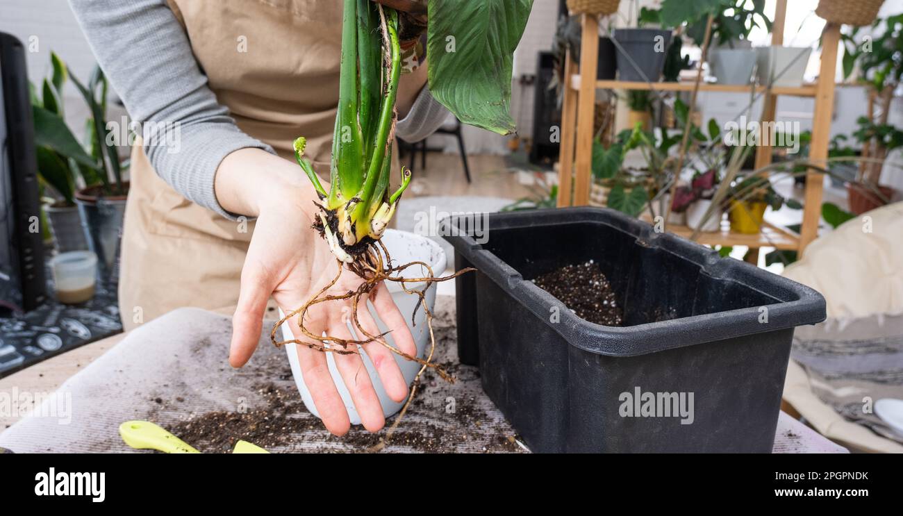 The earthen lump of a home potted plant is entwined with roots, the plant has outgrown the pot