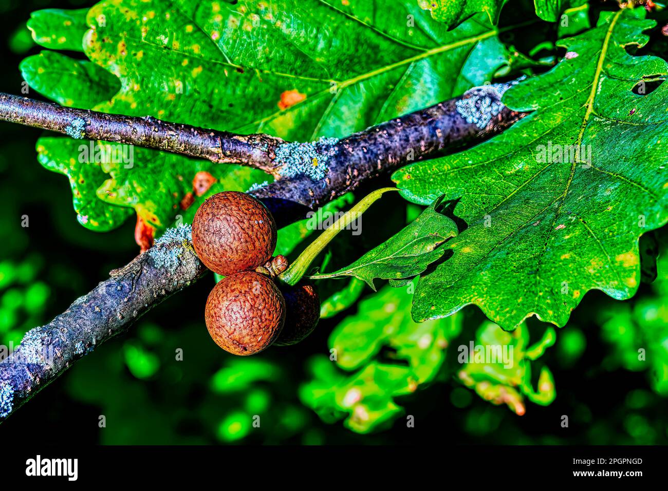 Gall gall, also oak gall or leaf gall, of the common oak gall wasp
