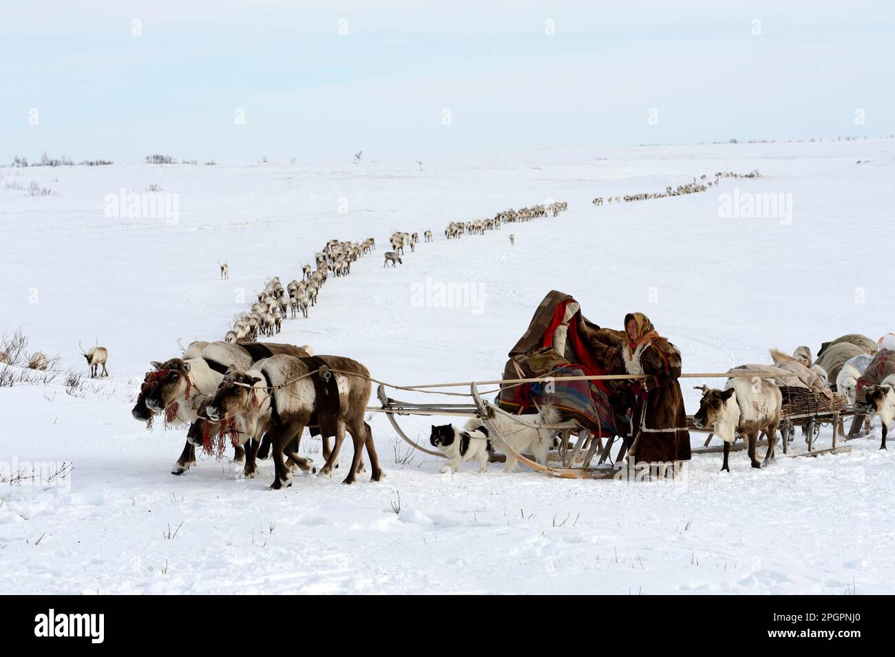 Nenet's woman leading train of Reindeer (Rangifer tarandus) sledges on spring migration in tundra, Yar-Sale district, Yamal, Northwest Siberia, Russia Stock Photo