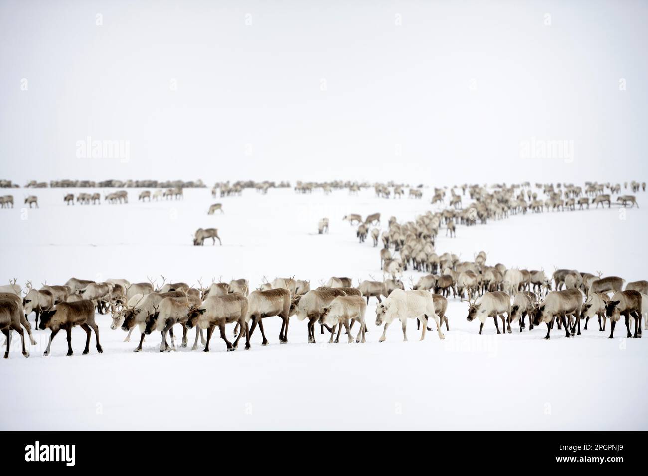Reindeer (Rangifer tarandus) herd during spring migration, Yar-Sale district, Yamal, Northwest Siberia, Russia Stock Photo